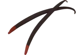 Vanillepeulen planifolia rood blik 6st